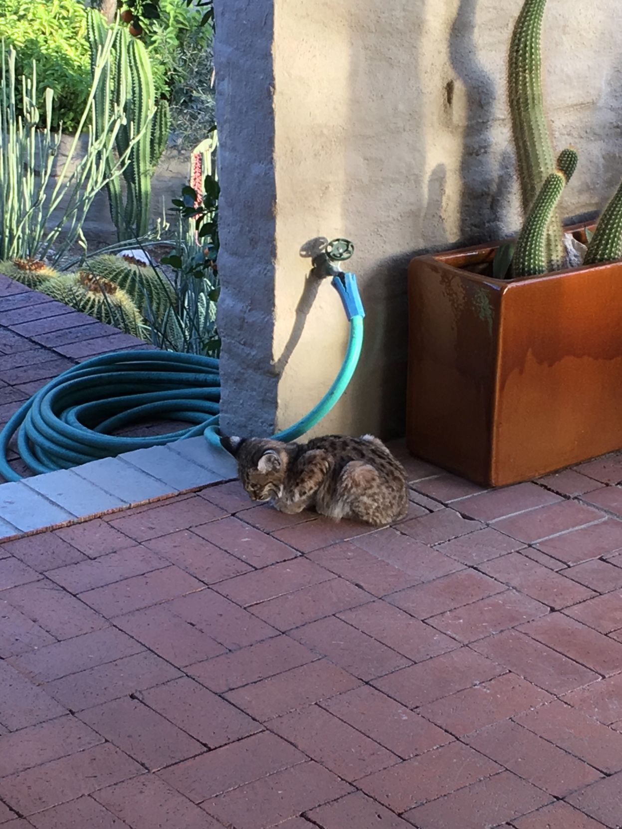 Southern Arizona Wildlife Babies